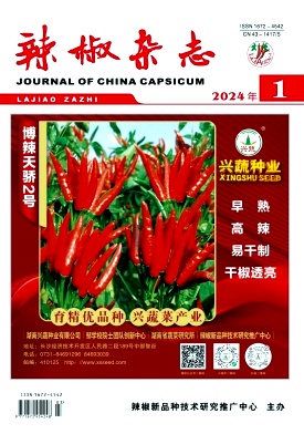 辣椒杂志