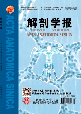 解剖学报